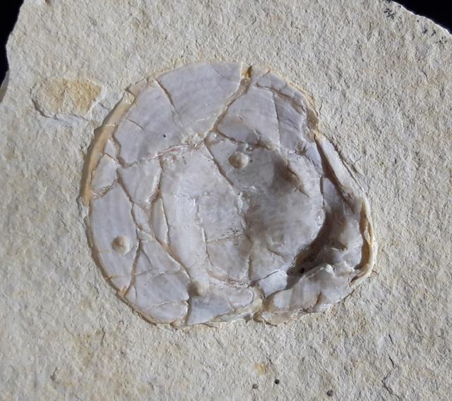 Terebratula sp. MUELLER 1776 - Bild © FossNet FossilienStore